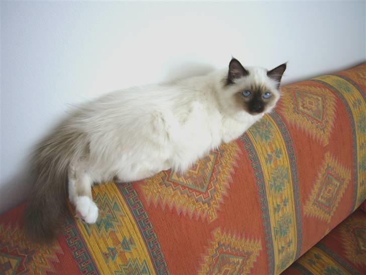 Hellig Birma Kanaka's Apaja - Apaja har det behageligt på sofaen.. billede 1