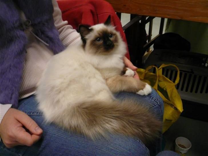 Hellig Birma Kanaka's Apaja - Og så til udstilling. billede 2