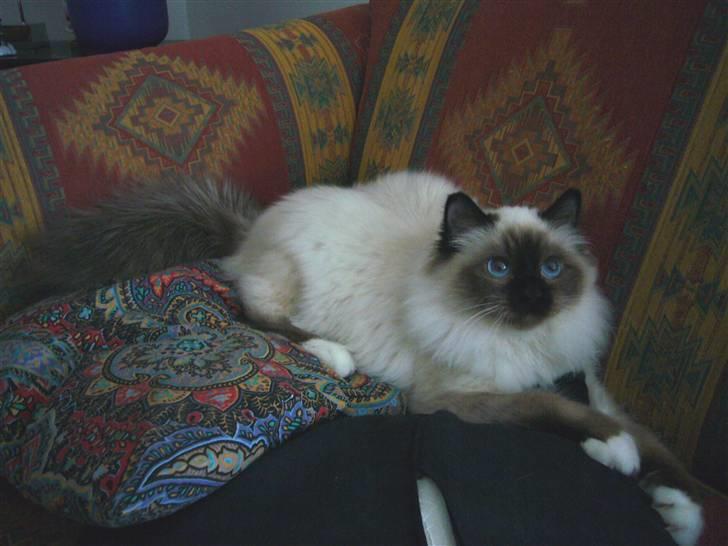 Hellig Birma Kanaka's Apaja - Også smuk derhjemme.. billede 3