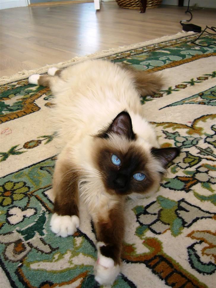 Hellig Birma Kanaka's Apaja - Aaah, her er dejligt! billede 4