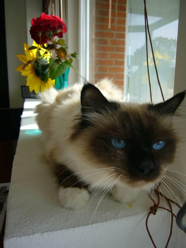 Hellig Birma Kanaka's Apaja - Og nu i vindueskarmen. billede 5