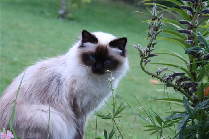 Hellig Birma Kanaka's Apaja - På tur i haven billede 6