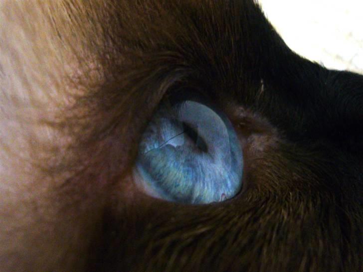 Hellig Birma Kanaka's Apaja - Birman Eye billede 7