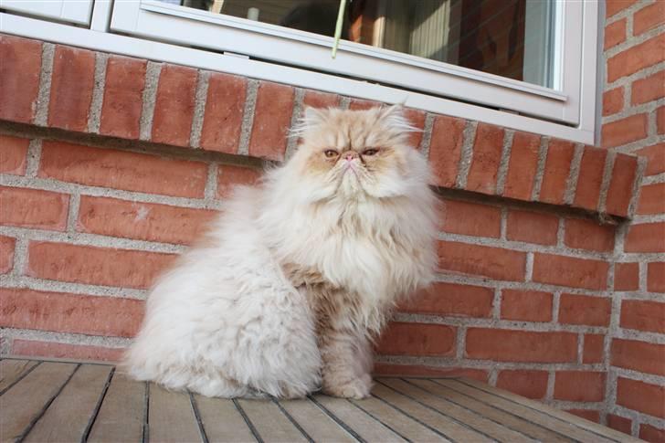 Perser Samson - Samson er jeg! billede 1