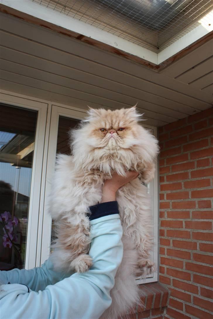 Perser Samson - Uh.. jeg kan se meget heroppe fra! billede 2