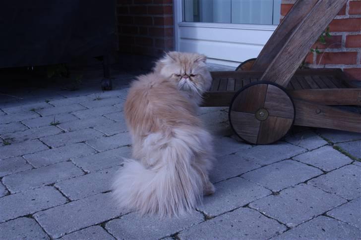 Perser Samson - Var der nogen der sagde noget? billede 3