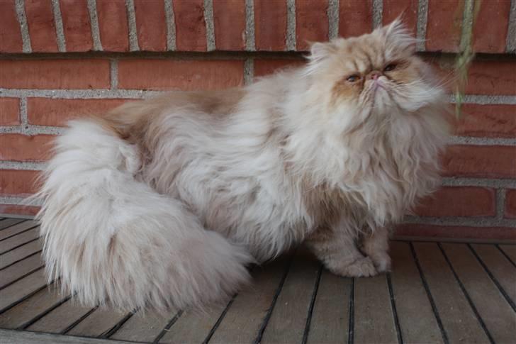 Perser Samson - Dejlig stor perser billede 4