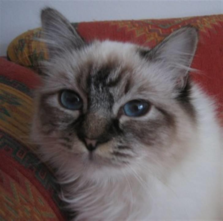 Hellig Birma Backkara's Anthea - Beauty Queen billede 1