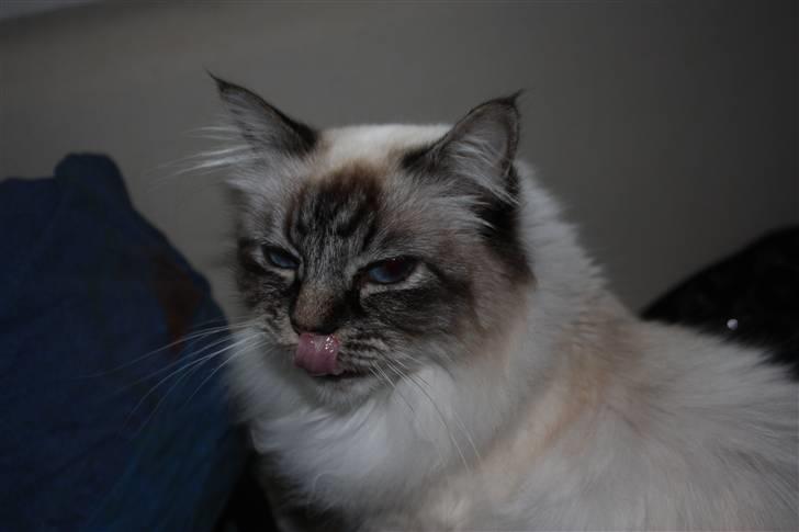 Hellig Birma Backkara's Anthea - Nogen der har en godbid? billede 2