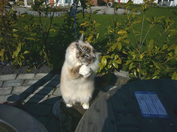 Hellig Birma Backkara's Anthea - Grrh, snor.. billede 3