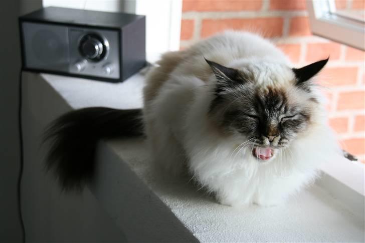 Hellig Birma Backkara's Anthea - En træt birma billede 4