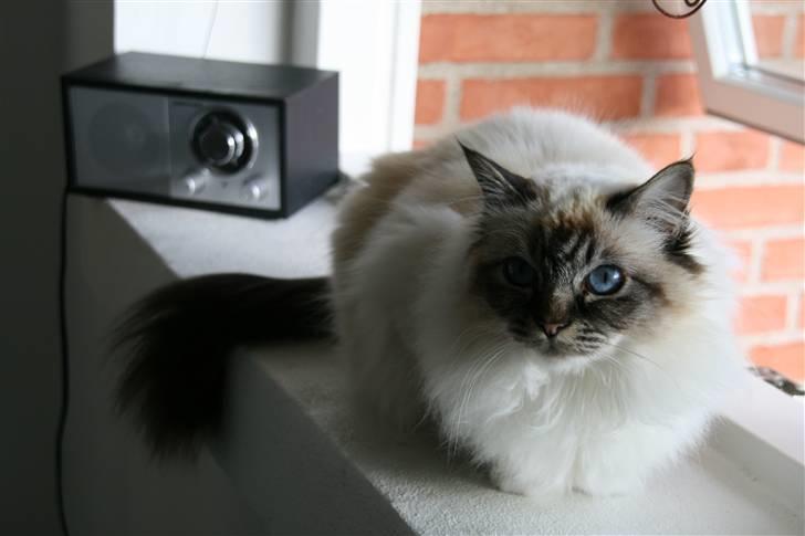 Hellig Birma Backkara's Anthea - Wauw, dér var noget spændende.. billede 5