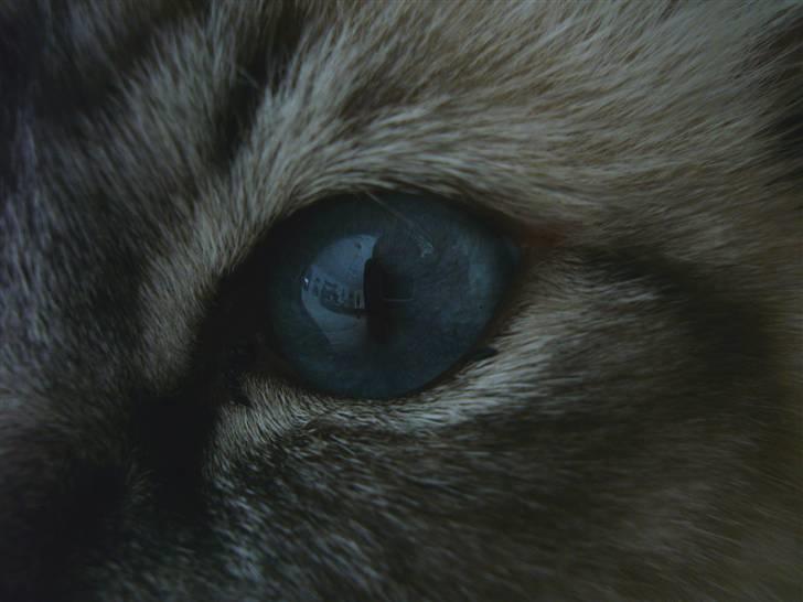 Hellig Birma Backkara's Anthea - Birman Eye billede 7