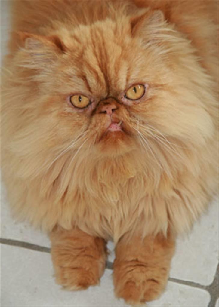 Perser DK Turley Point's Alfred - Et smukt portræt. billede 1