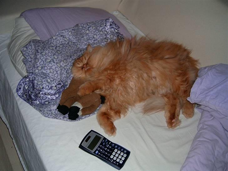 Perser DK Turley Point's Alfred - Basse og bamse og det hele.. dog for træt til lommeregneren. billede 2