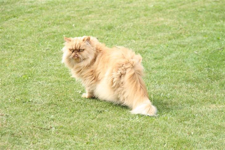 Perser DK Turley Point's Alfred - The King of the Garden! billede 3