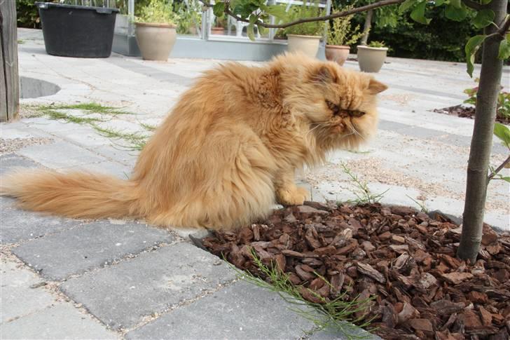 Perser DK Turley Point's Alfred - Spændende ting i haven. billede 4