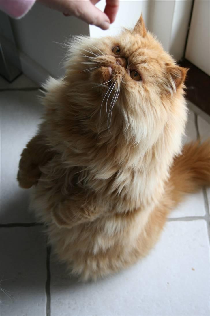 Perser DK Turley Point's Alfred - Mmh.. godbid..! billede 5