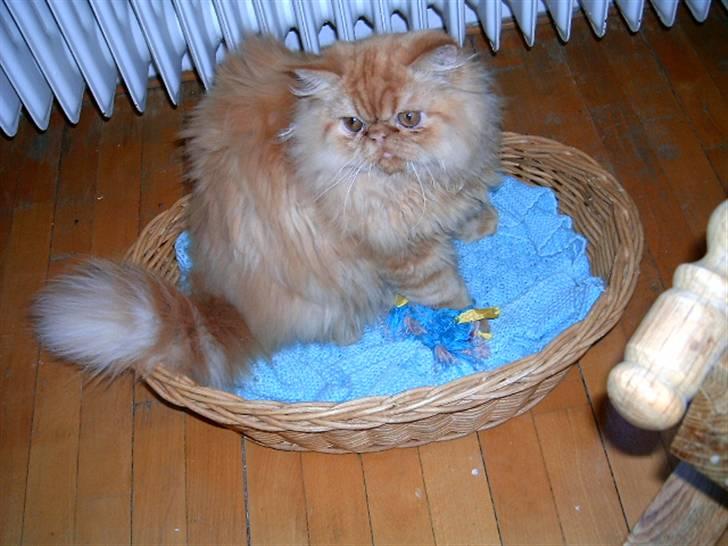 Perser DK Turley Point's Alfred - Basse som lille. billede 6