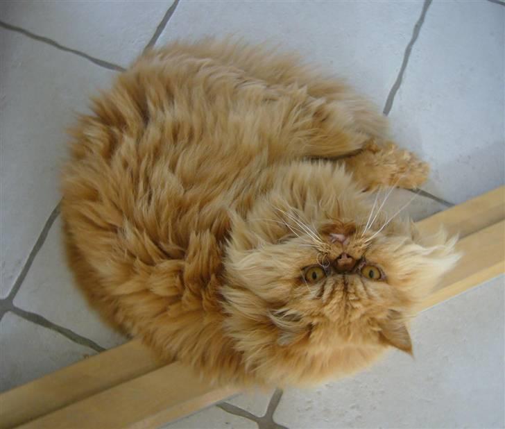 Perser DK Turley Point's Alfred - Smuk kat - midt i det hele. billede 7