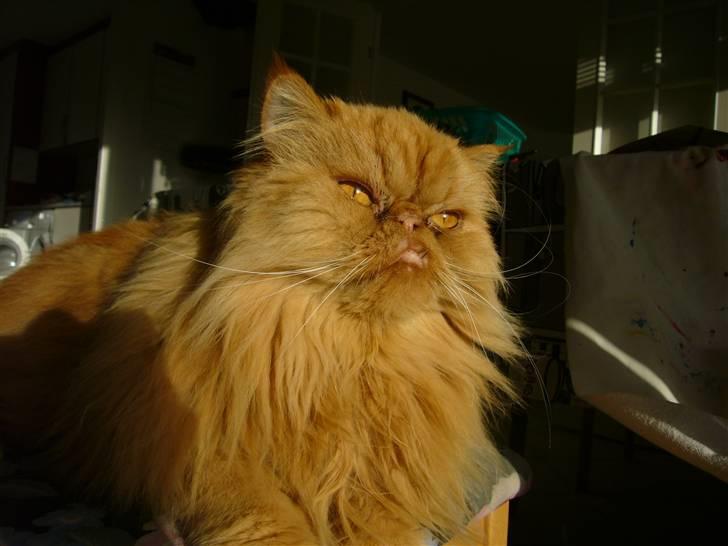 Perser DK Turley Point's Alfred billede 8