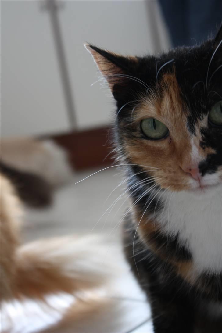 Huskat Kira - Hvor bliver den tun af!? billede 8