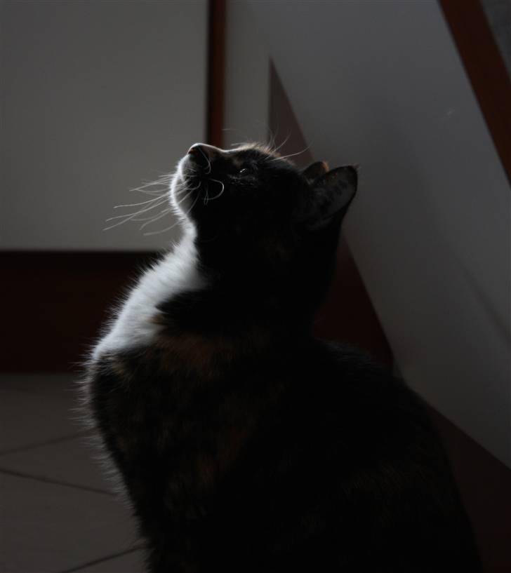 Huskat Kira - Dér! Tun! Tun! billede 9