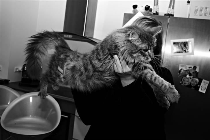 Maine Coon Bøllemis billede 18