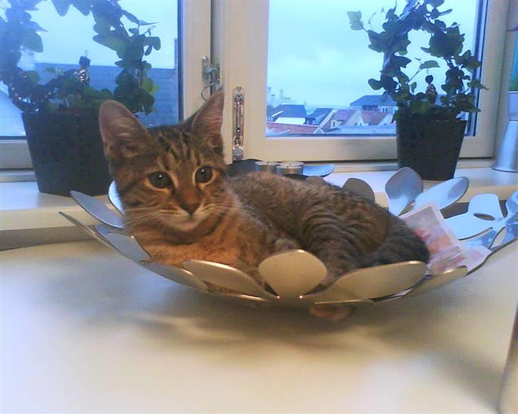 Blanding af racer Müsli billede 1