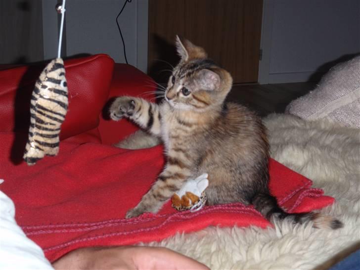 Blanding af racer Müsli - lidt mindre musli billede 2