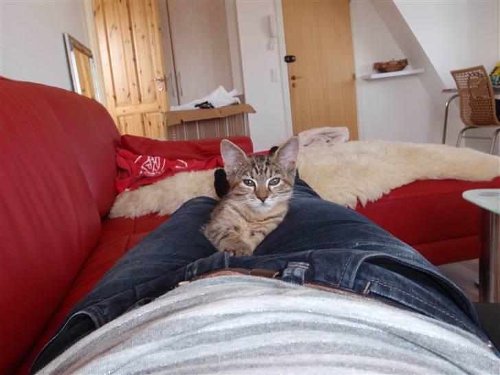 Blanding af racer Müsli - også lidt lille musli billede 3