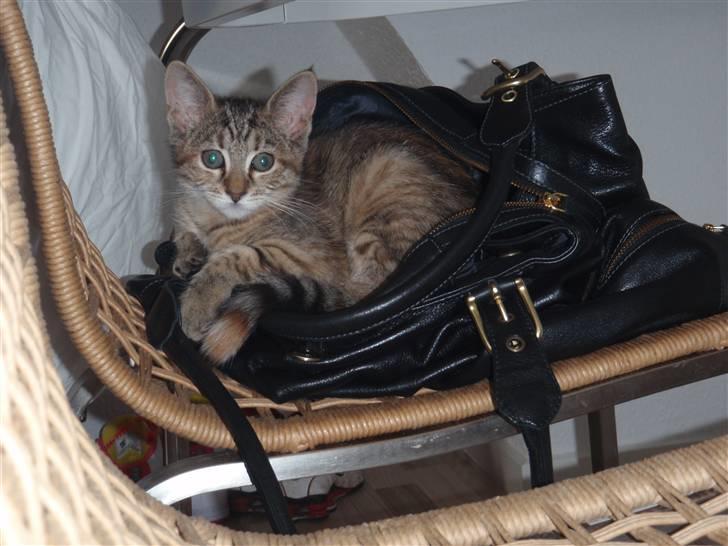 Blanding af racer Müsli billede 4