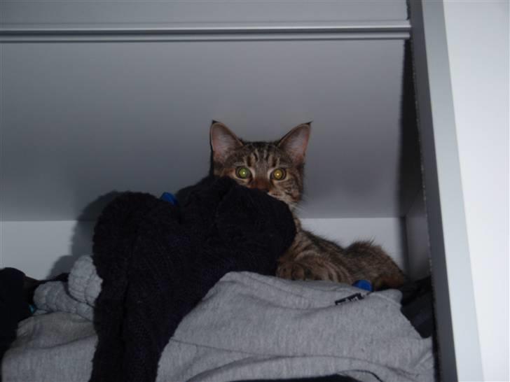 Blanding af racer Müsli billede 5