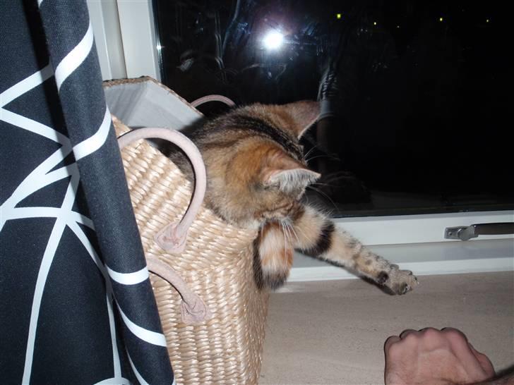 Blanding af racer Müsli billede 6