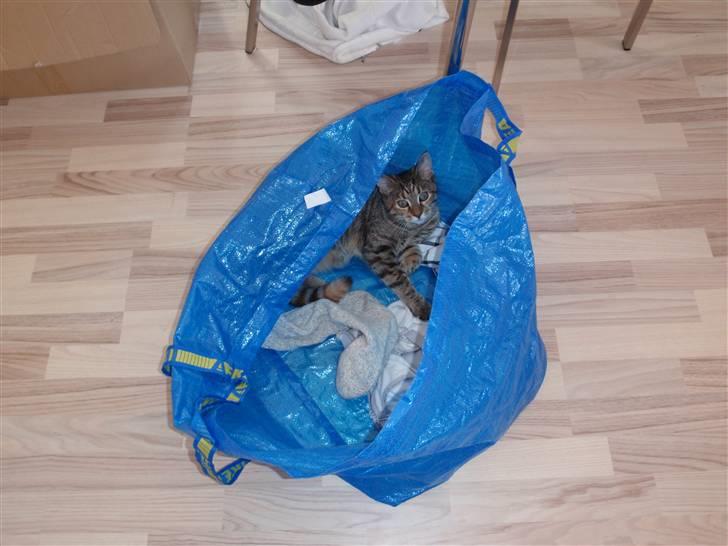 Blanding af racer Müsli billede 7