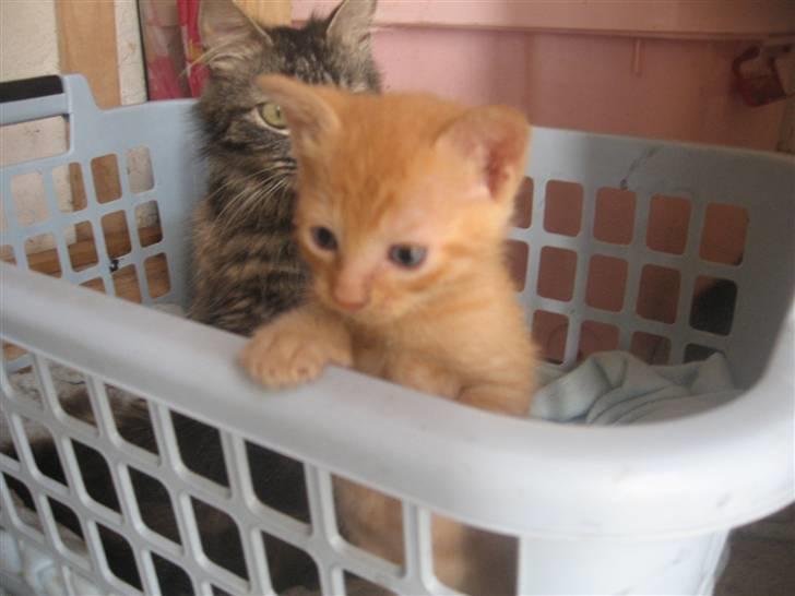 Blanding af racer Lauritz R.I.P  billede 10