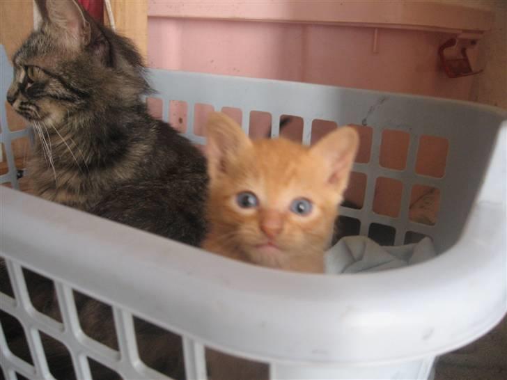 Blanding af racer Lauritz R.I.P  billede 11