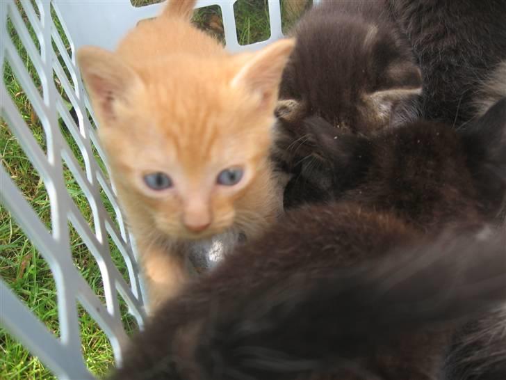 Blanding af racer Lauritz R.I.P  billede 12