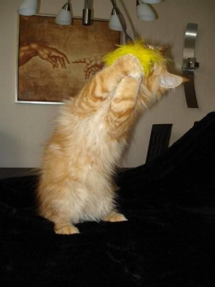 Maine Coon But Why (Buller) billede 5