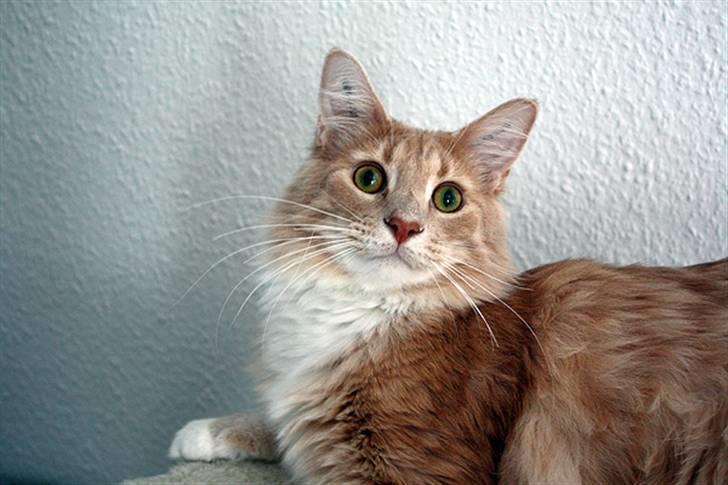 Maine Coon Oliver - 1 år - Feb. 2010 billede 11