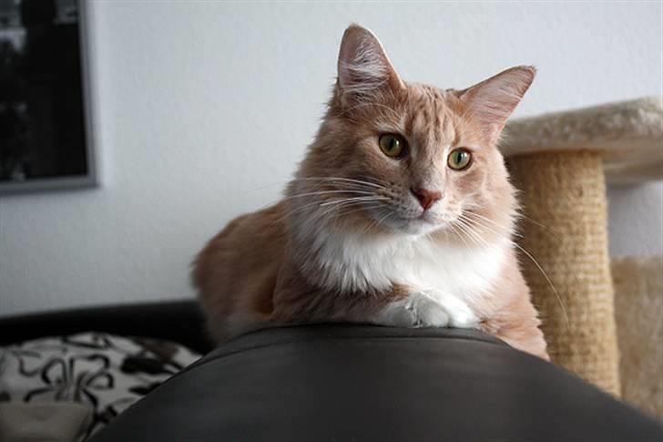 Maine Coon Oliver - 1 år - Feb. 2010 billede 12