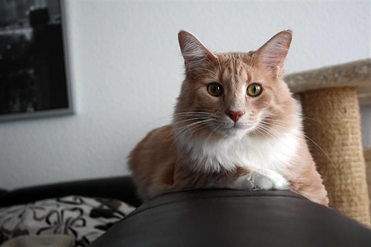 Maine Coon Oliver - 1 år - Feb. 2010 billede 13