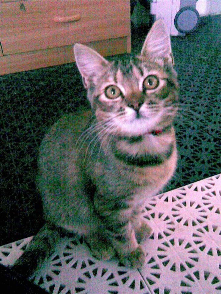 Blanding af racer Kitty {Efterlyst} billede 1