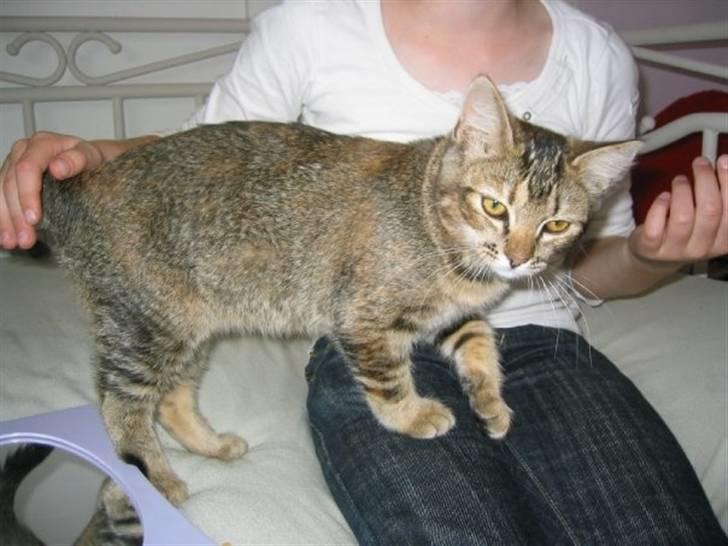 Blanding af racer Kitty {Efterlyst} billede 2