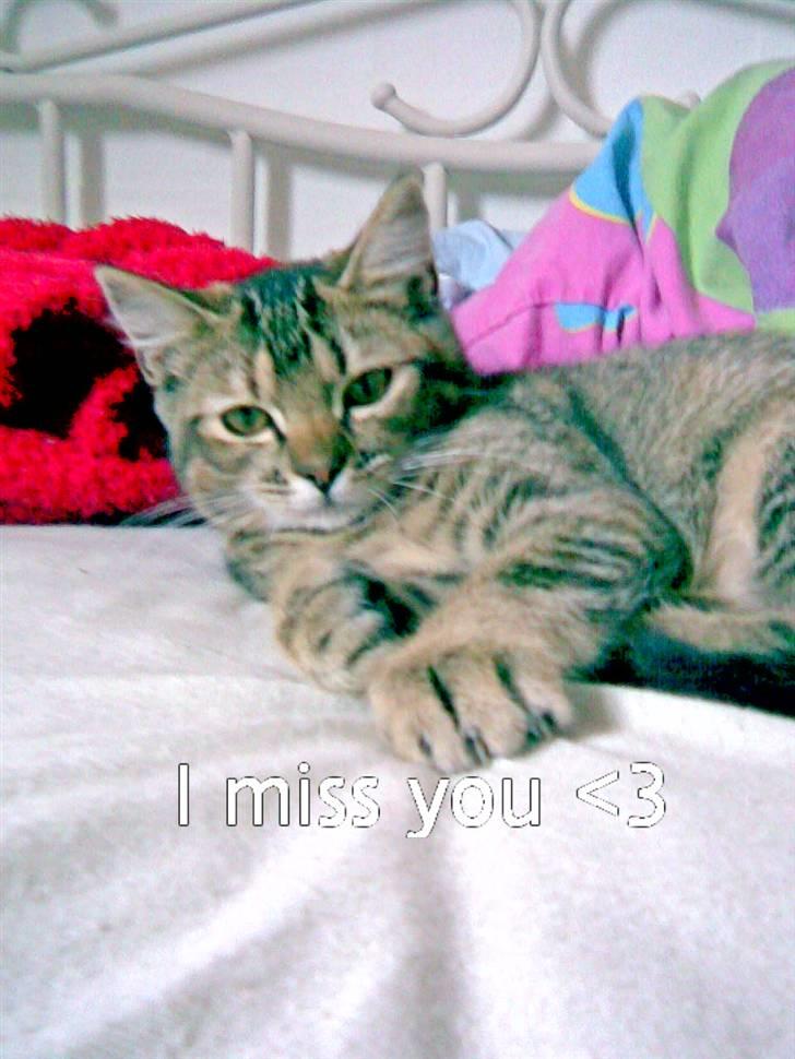 Blanding af racer Kitty {Efterlyst} billede 3