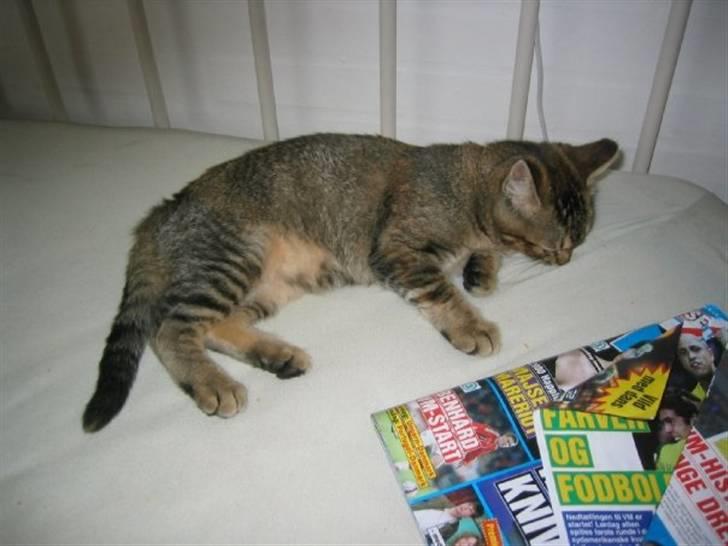 Blanding af racer Kitty {Efterlyst} billede 4