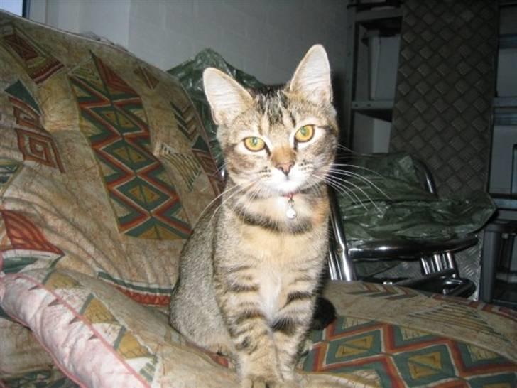 Blanding af racer Kitty {Efterlyst} billede 5