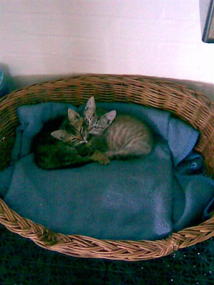 Blanding af racer Kitty {Efterlyst} billede 6