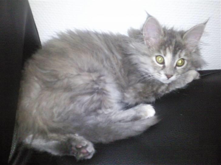 Blanding af racer McGonagall billede 6