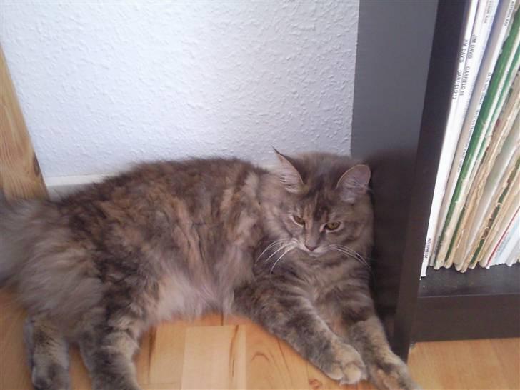 Blanding af racer McGonagall billede 7